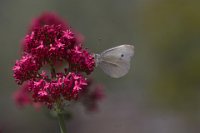 128 - BUTTERFLY - KAZEPIDOU MARIA - greece